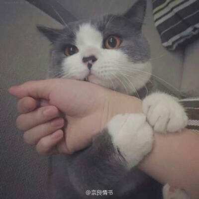 疯狂的悟空九游版下载
